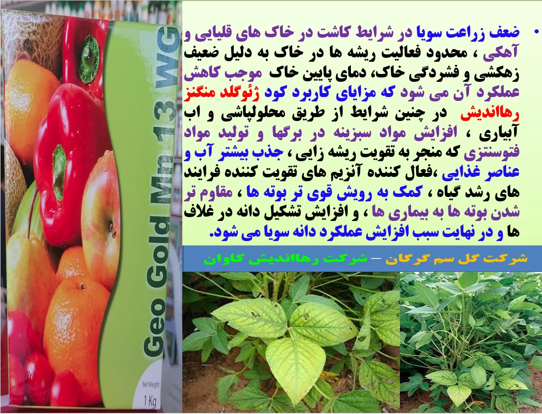 اهمیت مصرف کود ژئوگلد منگنز رهااندیش در زراعت سویا – قسمت اول