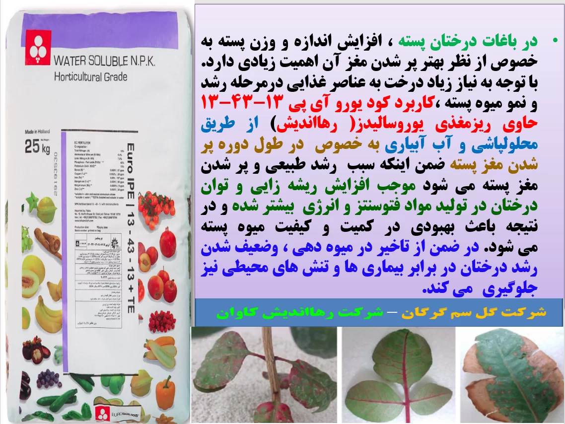 کود فسفر بالای یوروسالیدز رهااندیش برای افزایش تولید و کیفیت پسته – قسمت اول