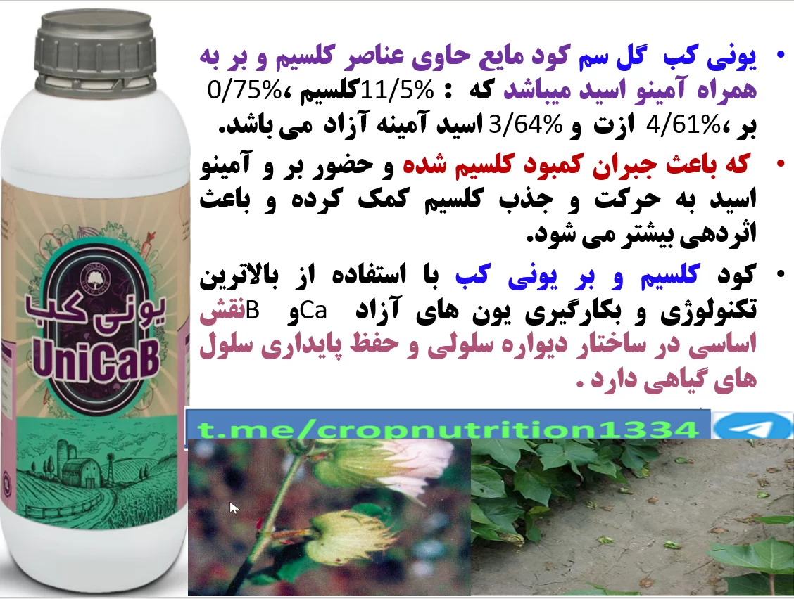 تقویت بوته های پنبه در برابر تنش های محیطی با کود یونی کب گل سم – قسمت سوم