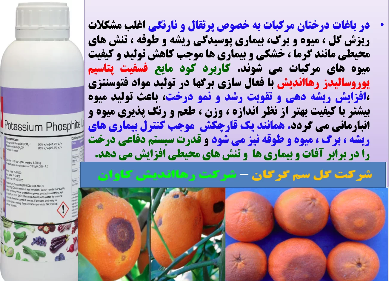 کنترل بیماری های درختان مرکبات و افزایش تولید و کیفیت میوه های آن – قسمت اول