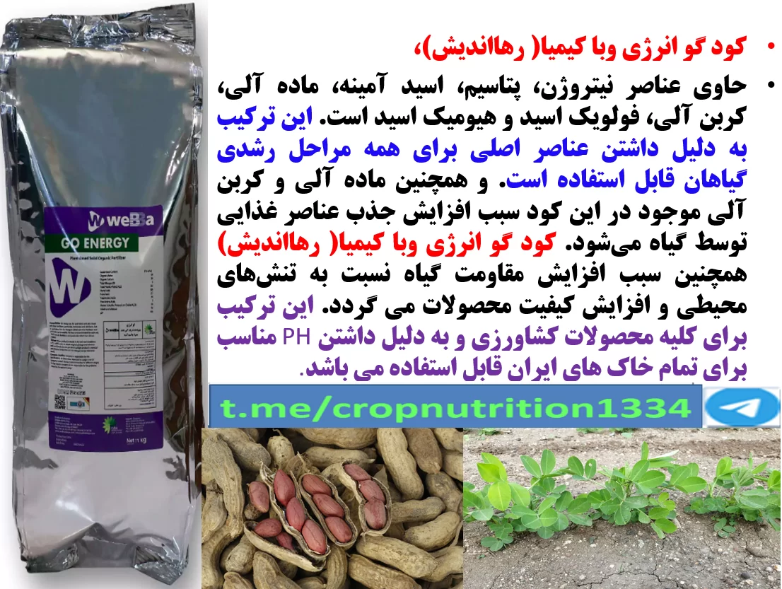 تقویت غلاف بندی و تولید بادام زمینی با کود الی گو انرژی رهااندیش – قسمت سوم