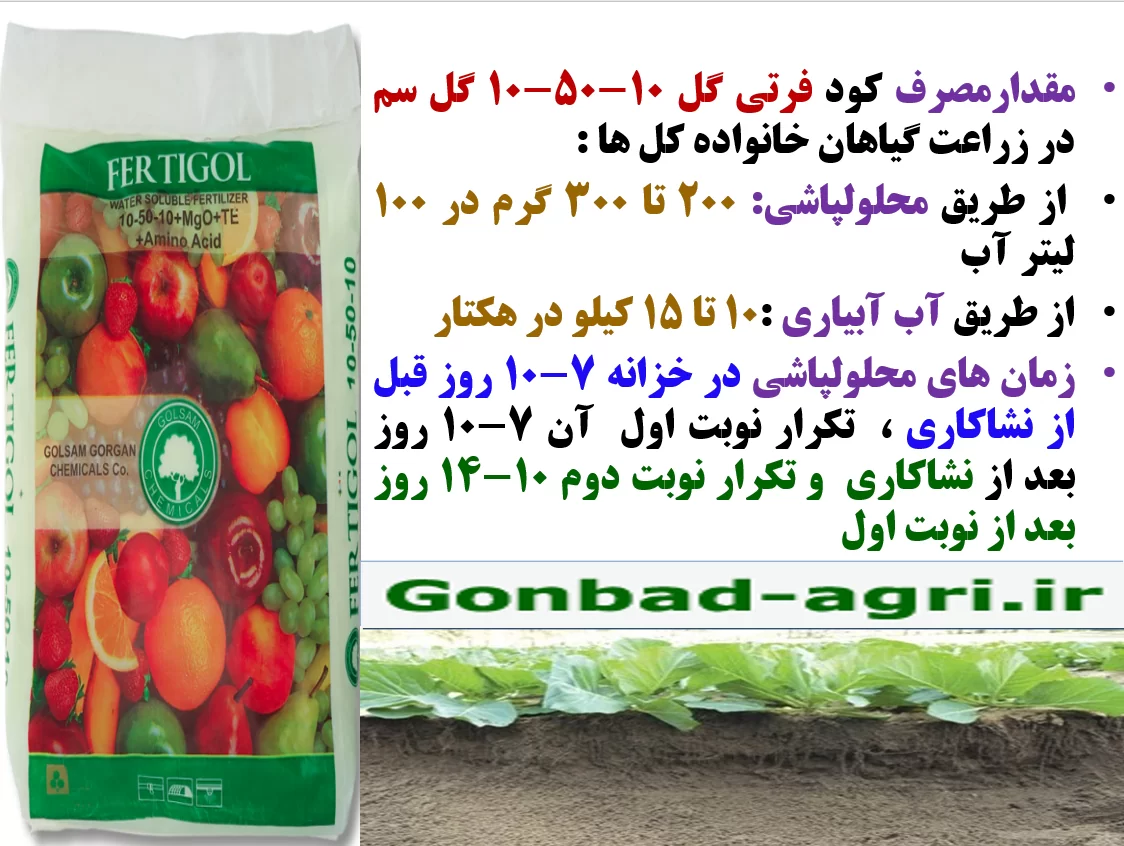 کود فرتی گل ۱۰-۵۰-۱۰ گل سم برای رفع سریع شوک نشا کاری در گیاهان انواع کلم – قسمت دوم