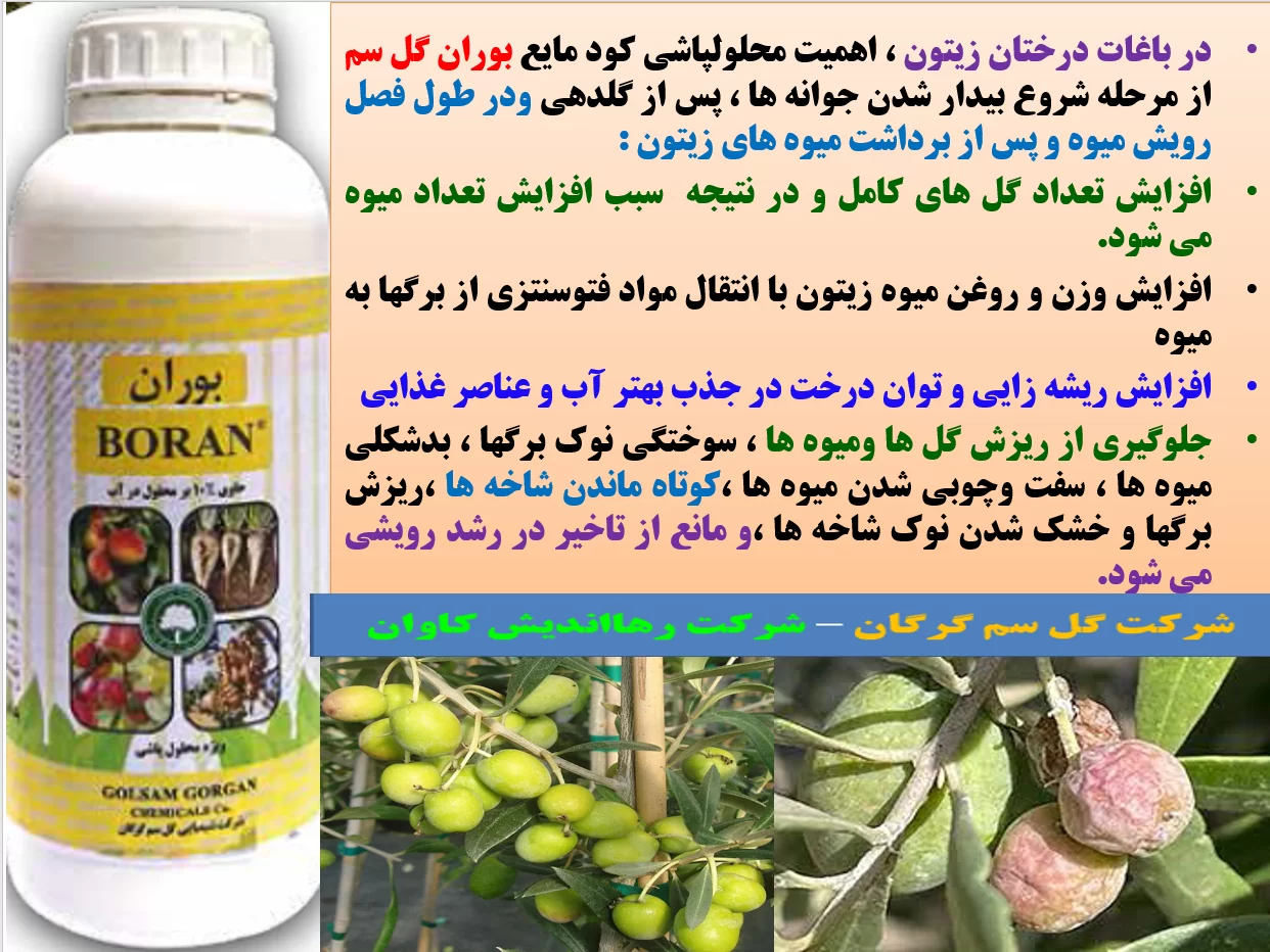 اهمیت کاربرد کود بوران گل سم در باغات درختان زیتون – قسمت اول