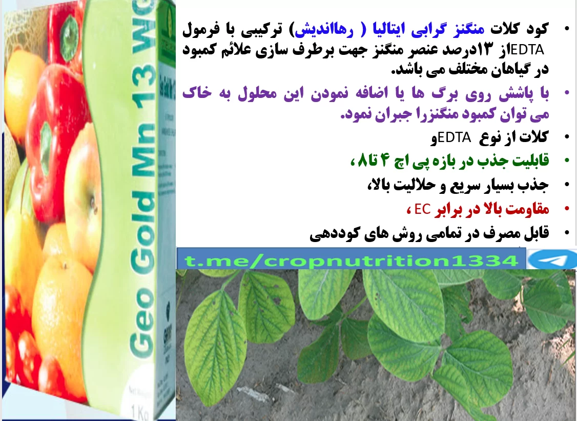 اهمیت مصرف کود ژئوگلد منگنز رهااندیش در زراعت سویا – قسمت سوم