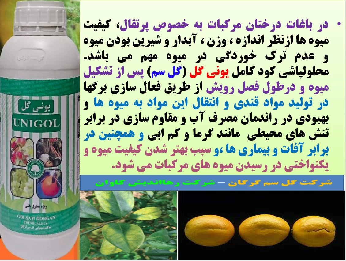 افزایش کیفیت میوه های مرکبات با یونی گل گلسم – قسمت اول