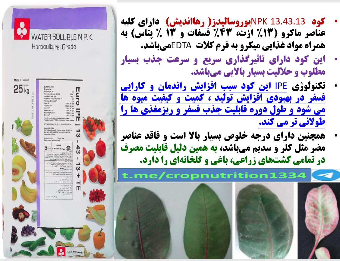 کود فسفر بالای یوروسالیدز رهااندیش برای افزایش تولید و کیفیت پسته – قسمت  سوم