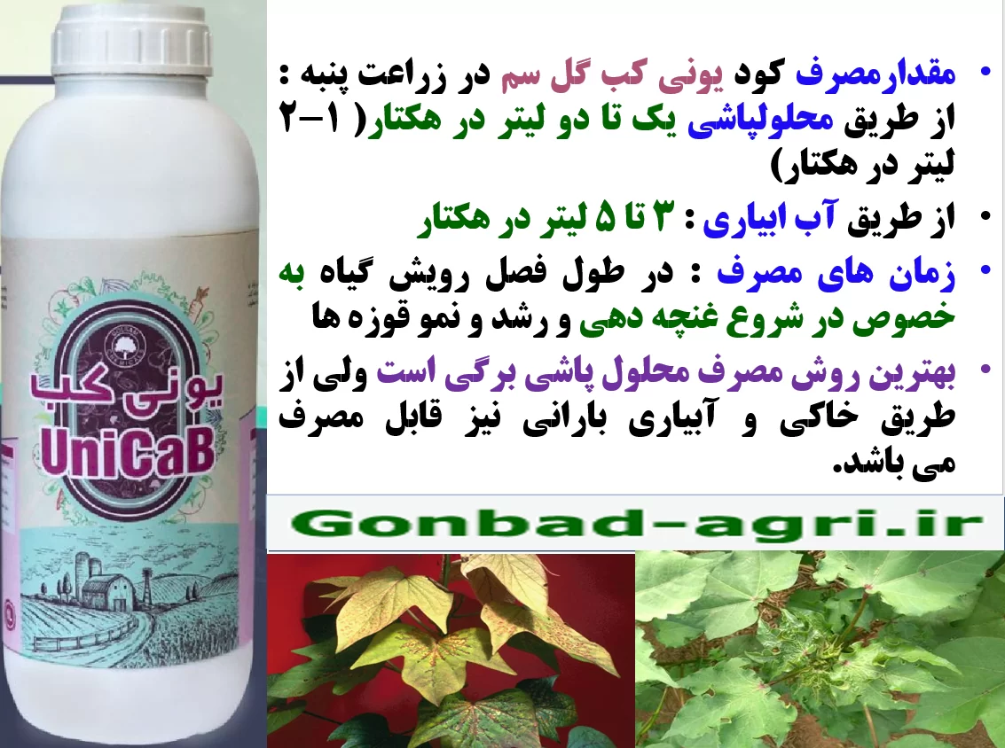 تقویت بوته های پنبه در برابر تنش های محیطی با کود یونی کب گل سم – قسمت دوم