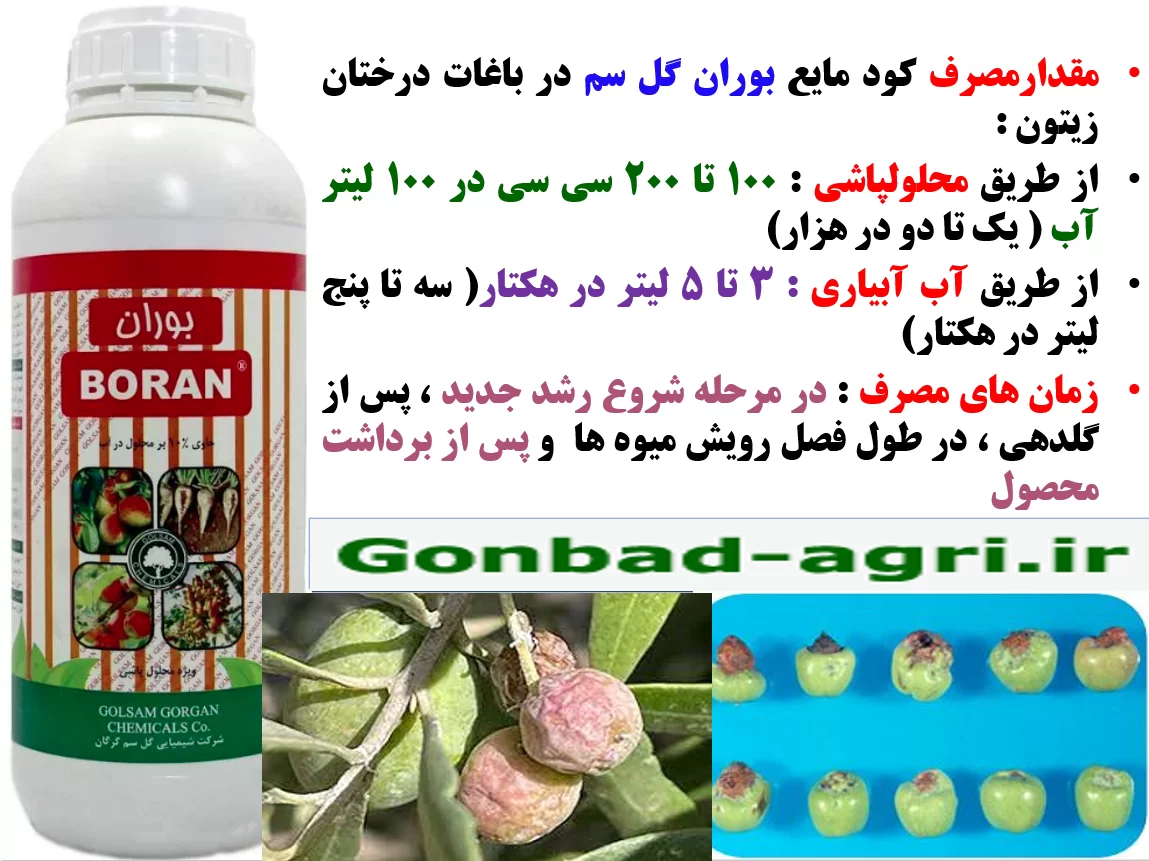 اهمیت کاربرد کود بوران گل سم در باغات درختان زیتون – قسمت دوم