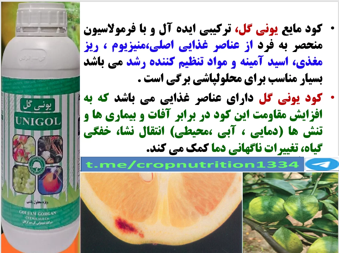 افزایش کیفیت میوه های مرکبات با یونی گل گلسم – قسمت سوم