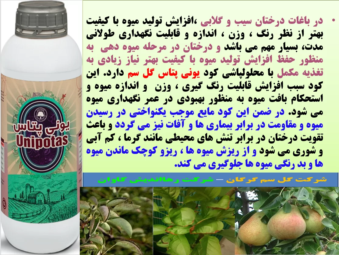 افزایش کیفیت میوه های سیب و گلابی با کود یونی پتاس گل سم – قسمت اول