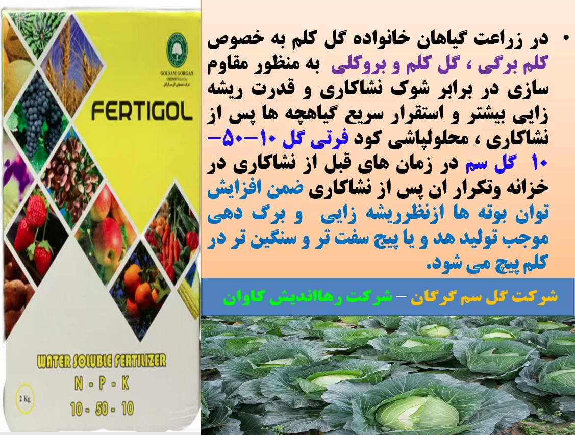 کود فرتی گل ۱۰-۵۰-۱۰ گل سم برای رفع سریع شوک نشا کاری در گیاهان انواع کلم – قسمت اول