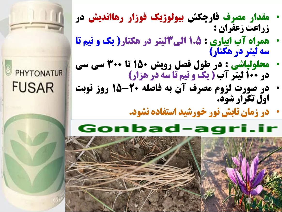 جلوگیری از پوسیدگی پیاز بوته زعفران با قارچکش بیولوژیک فوزار رهااندیش- قسمت دوم