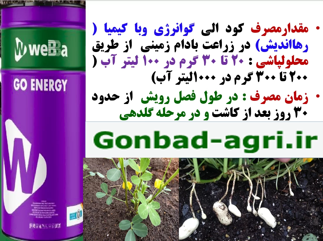 تقویت غلاف بندی و تولید بادام زمینی با کود الی گو انرژی رهااندیش – قسمت دوم