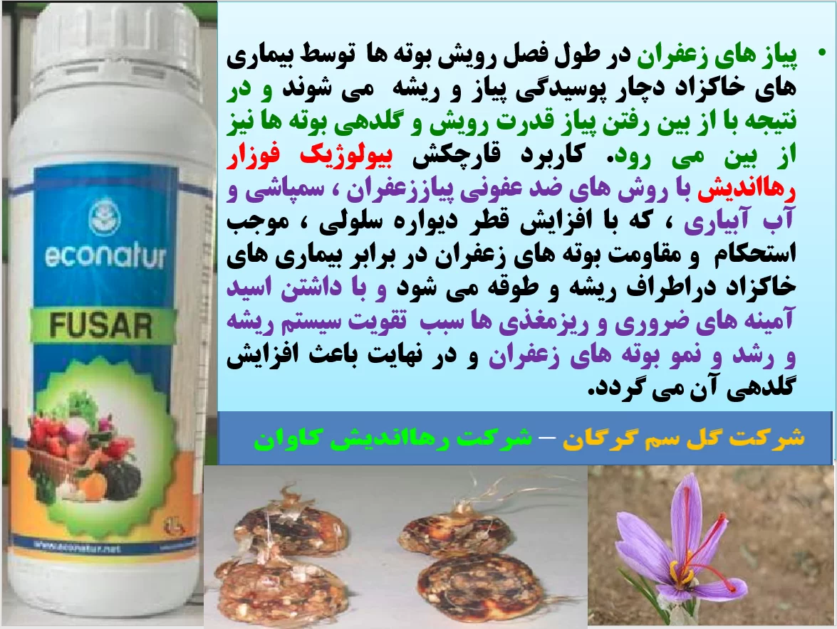 جلوگیری از پوسیدگی پیاز بوته زعفران با قارچکش بیولوژیک فوزار رهااندیش- قسمت اول