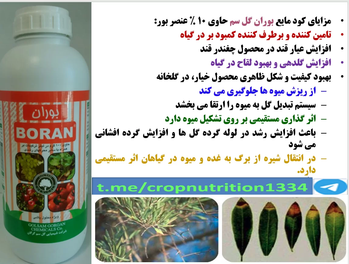 اهمیت کاربرد کود بوران گل سم در باغات درختان زیتون – قسمت سوم