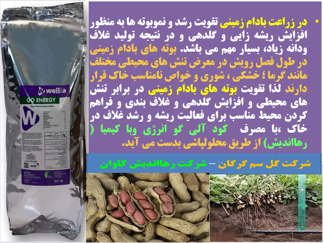 تقویت غلاف بندی و تولید بادام زمینی با کود الی گو انرژی رهااندیش – قسمت اول