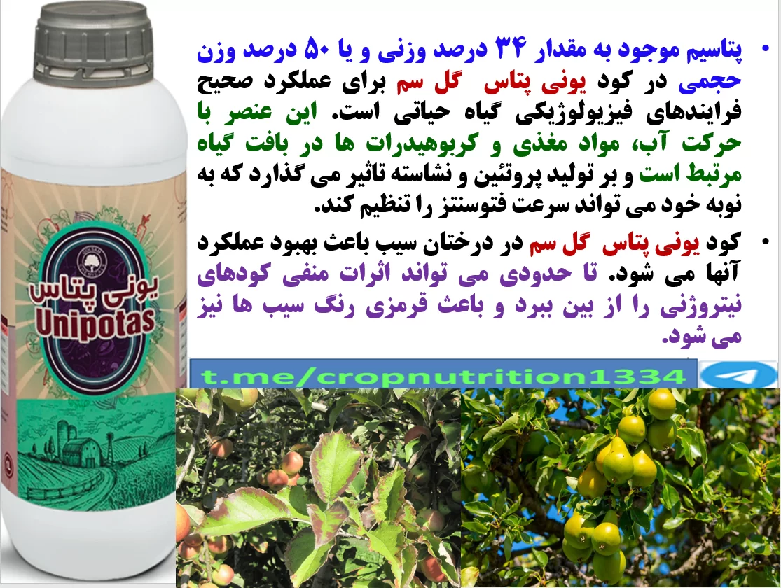 افزایش کیفیت میوه های سیب و گلابی با کود یونی پتاس گل سم – قسمت سوم