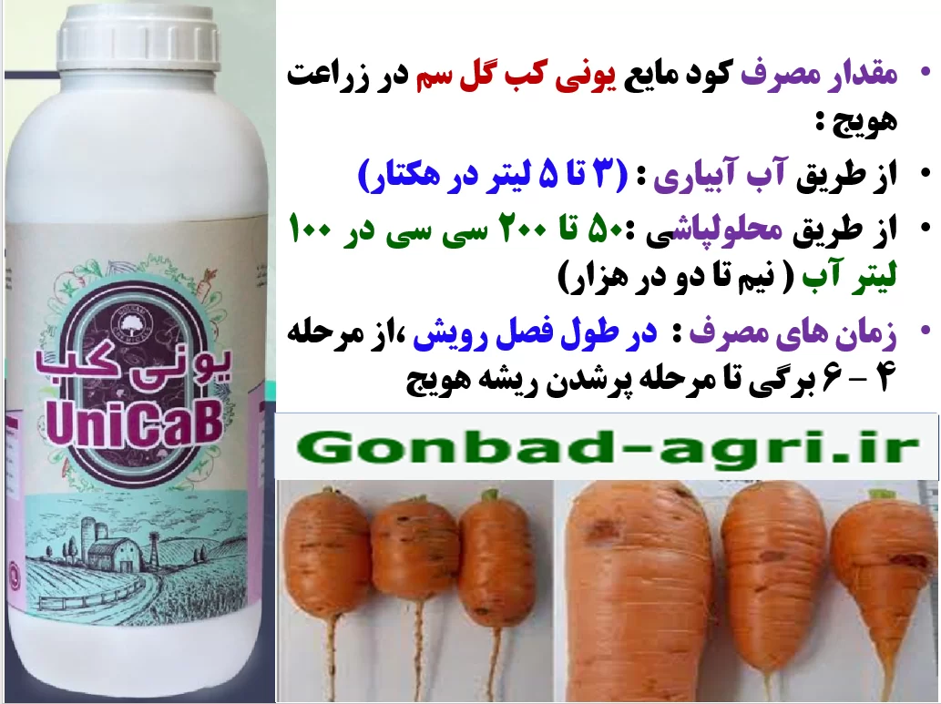 افزایش تولید و کیفیت هویج با کود یونی کب گل سم – قسمت دوم