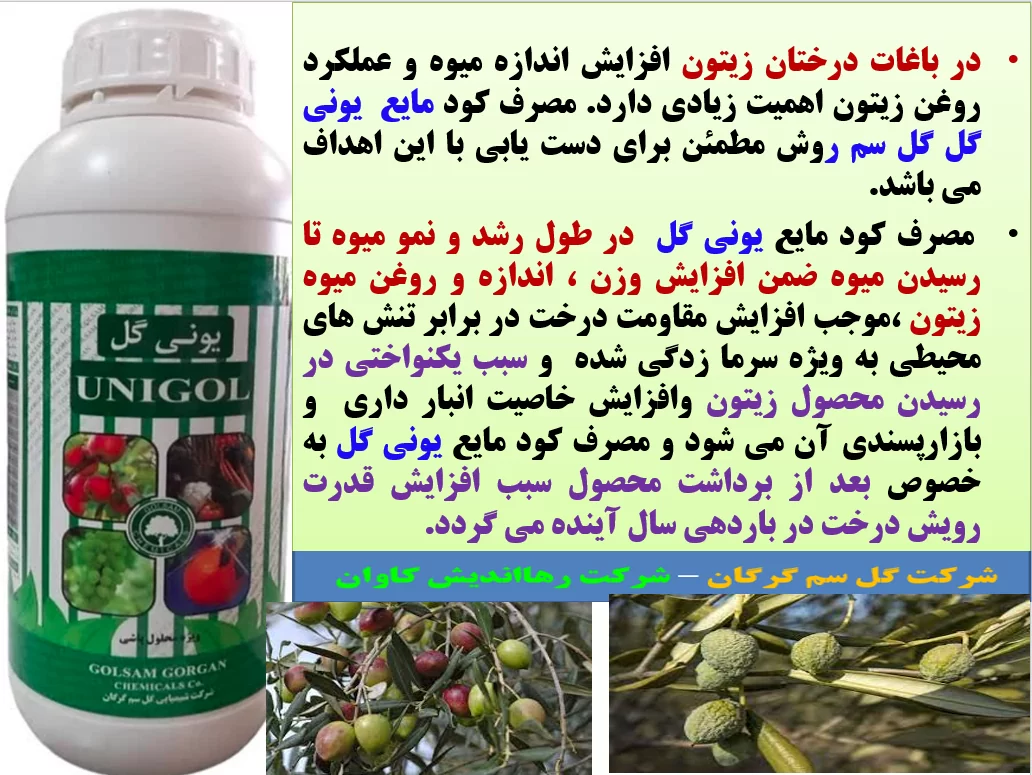 کود مایع یونی گل گلسم برای بهبودی در تولید و کیفیت میوه زیتون – قسمت اول
