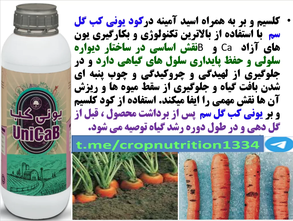 افزایش تولید و کیفیت هویج با کود یونی کب گل سم – قسمت سوم