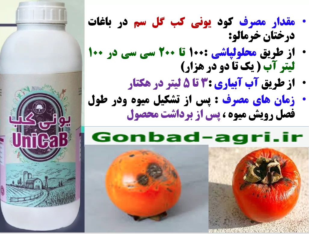 کود یونی کب گل سم برای تولید میوه سالم و با کیفیت خرمالو – قسمت دوم