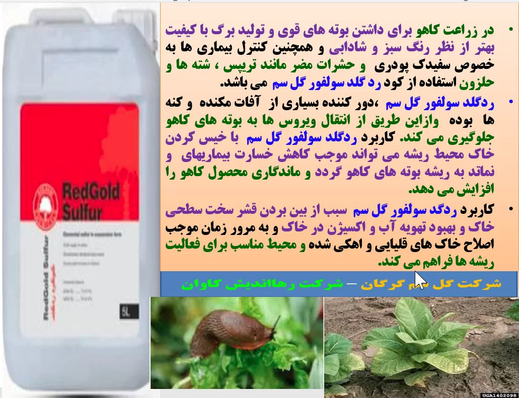 مصرف گوگرد ردگلد گل سم در زراعت کاهو به منظور تولید کاهو با کیفیت بهتر -قسمت اول