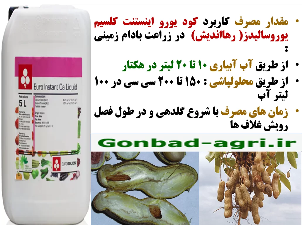 کود یورواینستنت کلسیم رهااندیش برای افزایش تولید بادام زمینی – قسمت دوم