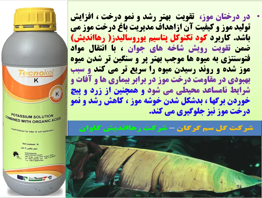 تقویت میوه دهی و کیفیت میوه درخت موز با کود تکنوکل پتاسیم رهااندیش- قسمت اول