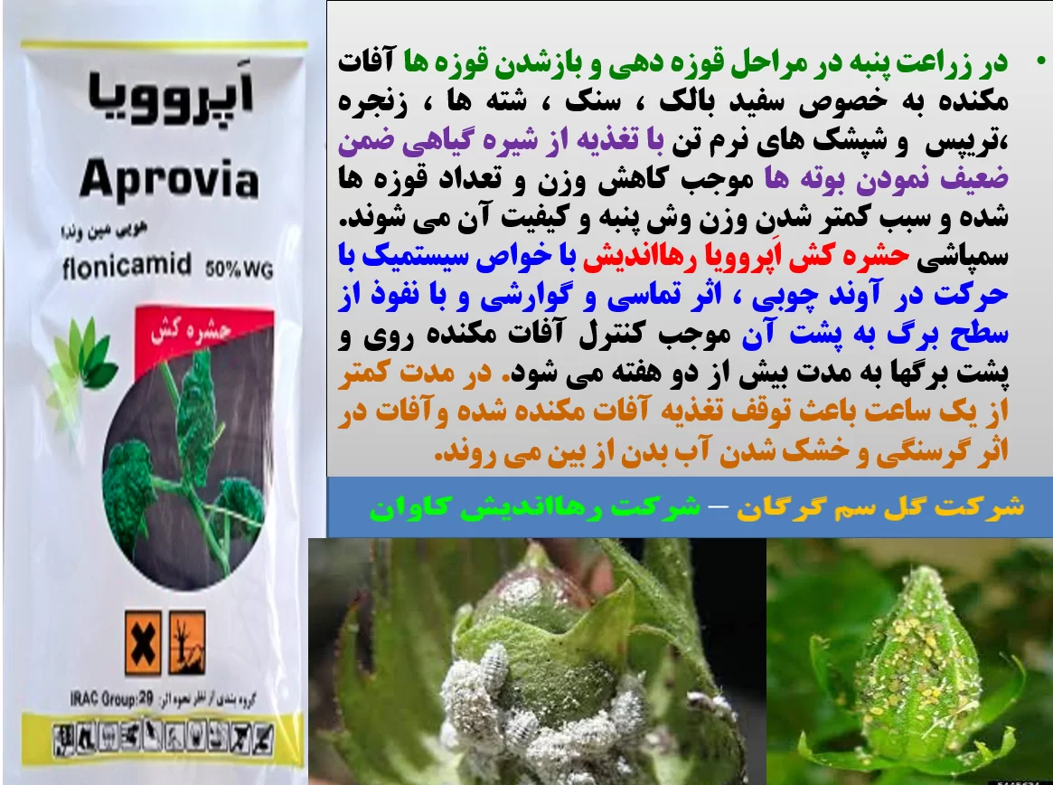کنترل آفات مکنده زراعت پنبه با حشره کش اپروویا رهااندیش – قسمت اول