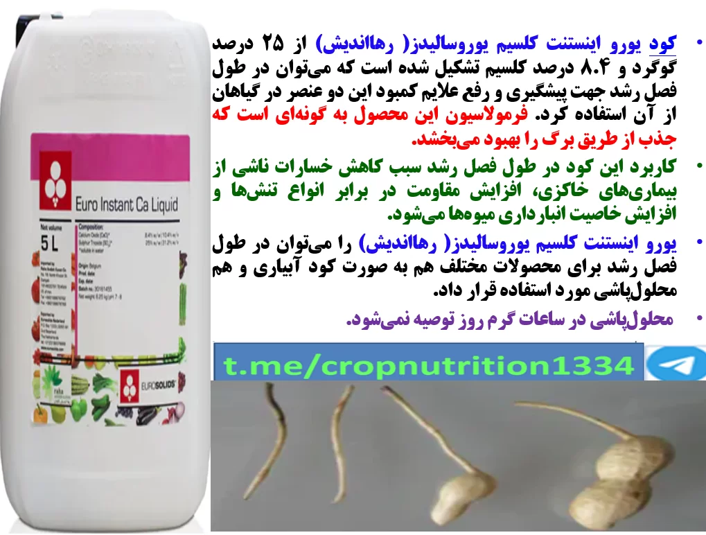 کود یورواینستنت کلسیم رهااندیش برای افزایش تولید بادام زمینی – قسمت سوم