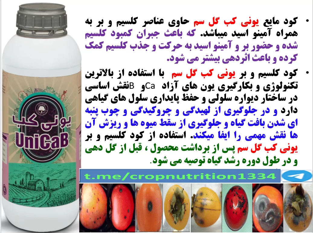 کود یونی کب گل سم برای تولید میوه سالم و با کیفیت خرمالو – قسمت سوم