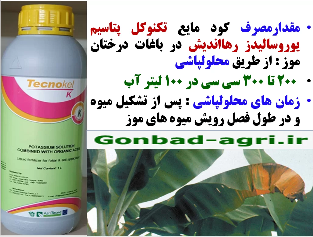 تقویت میوه دهی و کیفیت میوه درخت موز با کود تکنوکل پتاسیم رهااندیش- قسمت دوم