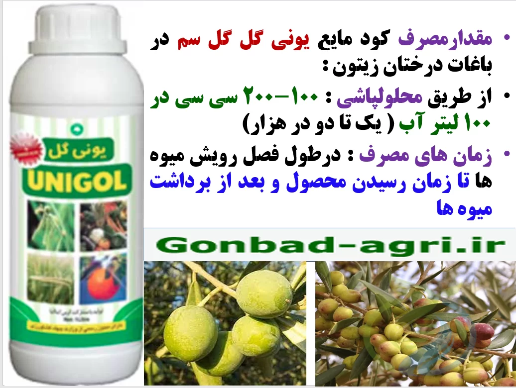 کود مایع یونی گل گلسم برای بهبودی در تولید و کیفیت میوه زیتون – قسمت دوم