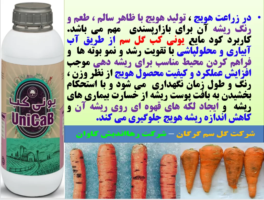 افزایش تولید و کیفیت هویج با کود یونی کب گل سم – قسمت اول
