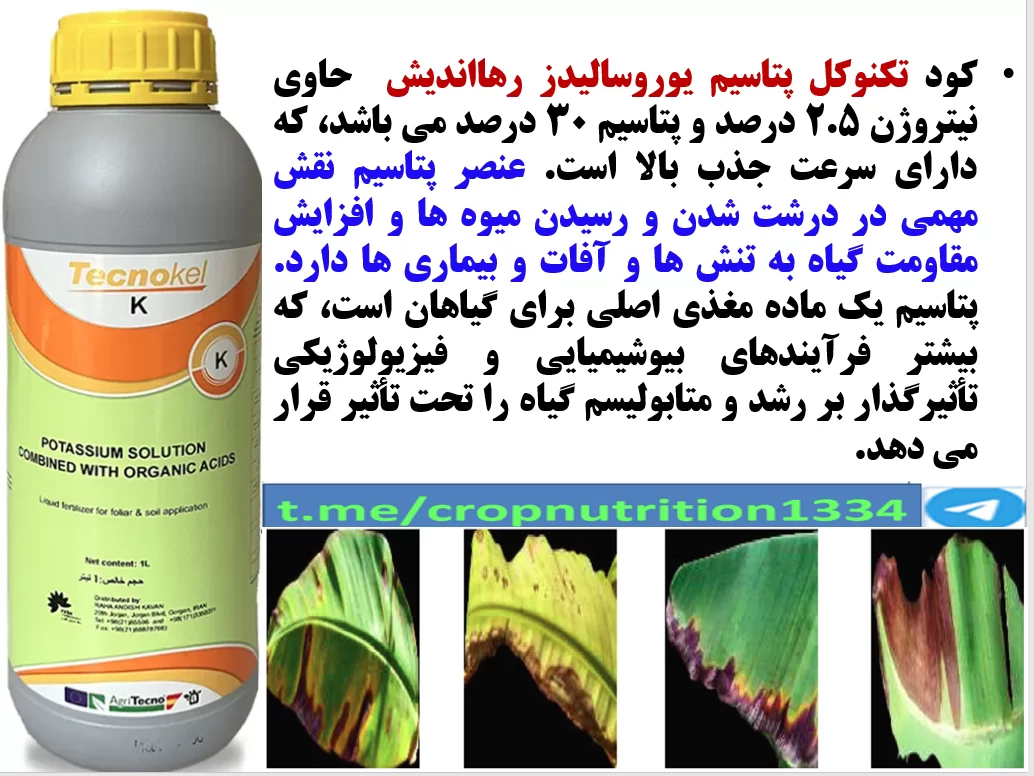 تقویت میوه دهی و کیفیت میوه درخت موز با کود تکنوکل پتاسیم رهااندیش- قسمت سوم