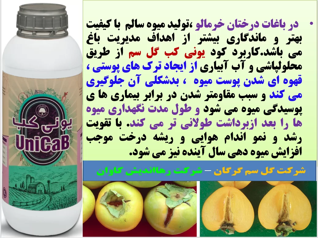 کود یونی کب گل سم برای تولید میوه سالم و با کیفیت خرمالو – قسمت اول