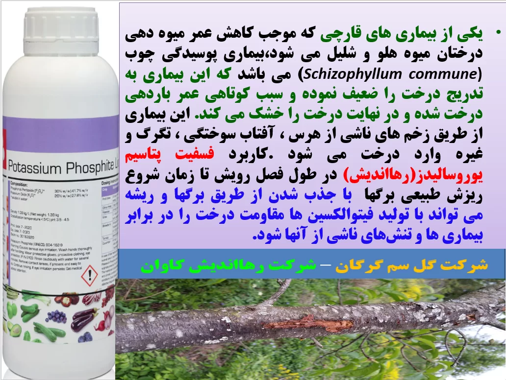 افزایش عمر میوه دهی درختان هلو و شلیل با فسفیت پتاسیم رهااندیش – قسمت اول