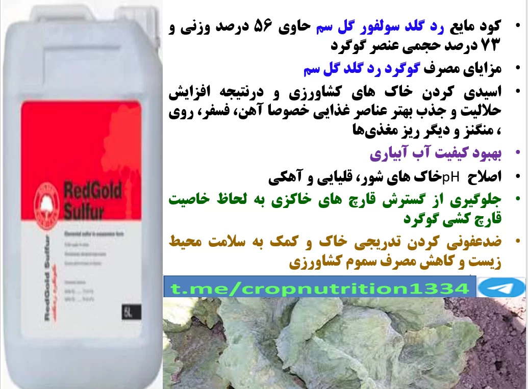 مصرف گوگرد ردگلد گل سم در زراعت کاهو به منظور تولید کاهو با کیفیت بهتر -قسمت سوم