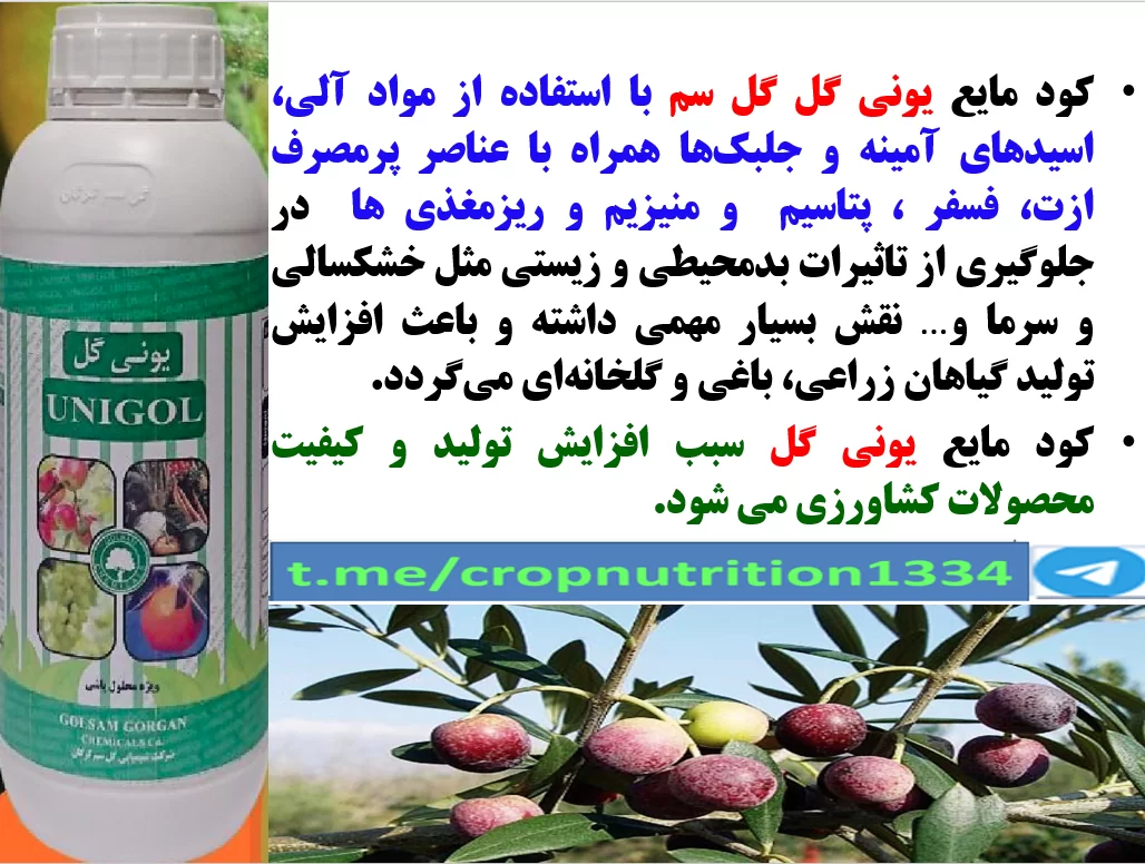 کود مایع یونی گل گلسم برای بهبودی در تولید و کیفیت میوه زیتون – قسمت سوم