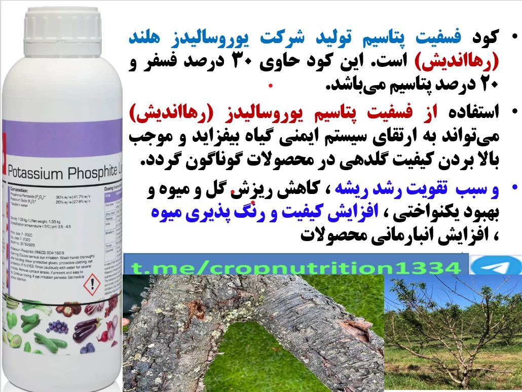 افزایش عمر میوه دهی درختان هلو و شلیل با فسفیت پتاسیم رهااندیش – قسمت سوم