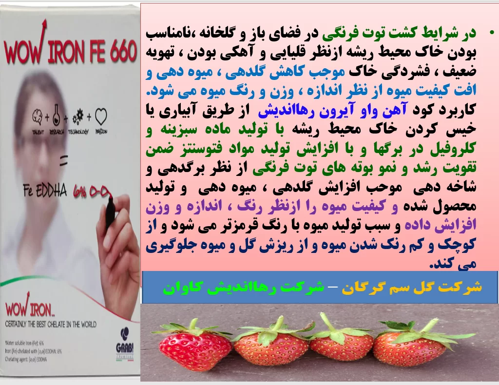 کاربرد کود آهن واو ایرون رهااندیش در زراعت توت فرنگی – قسمت اول