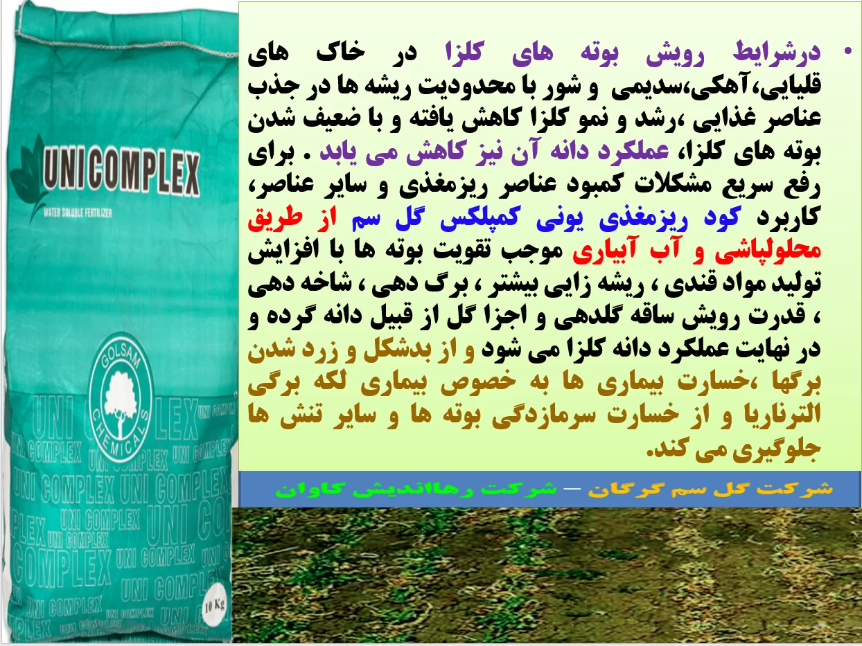 تاثیر کود ریزمغذی یونی کمپلکس گل سم بر افزایش تولید در زراعت کلزا- قسمت اول