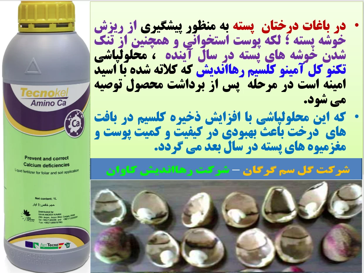 اهمیت محلولپاشی کود تکنو کل آمینو کلسیم رهااندیش در باغات پسته – قسمت اول