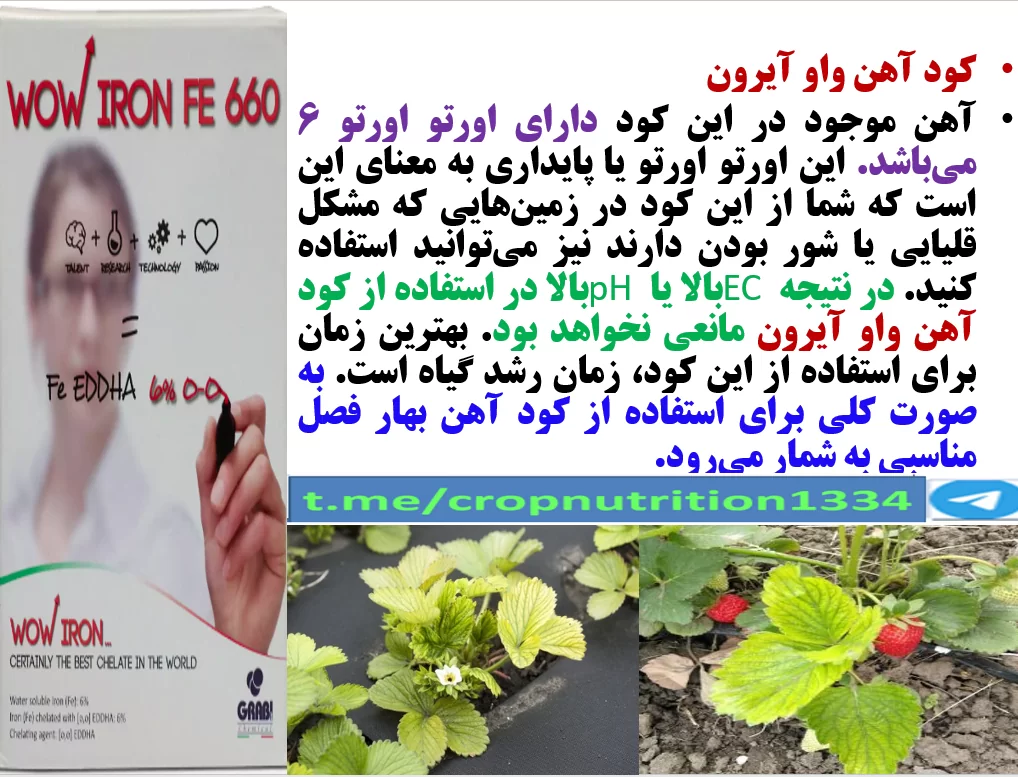 کاربرد کود آهن واو ایرون رهااندیش در زراعت توت فرنگی – قسمت سوم