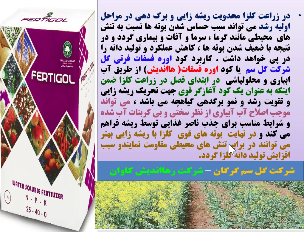 کاربرد کود اوره فسغات فرتی گل سم در اوایل رویش بوته های کلزا – قسمت اول