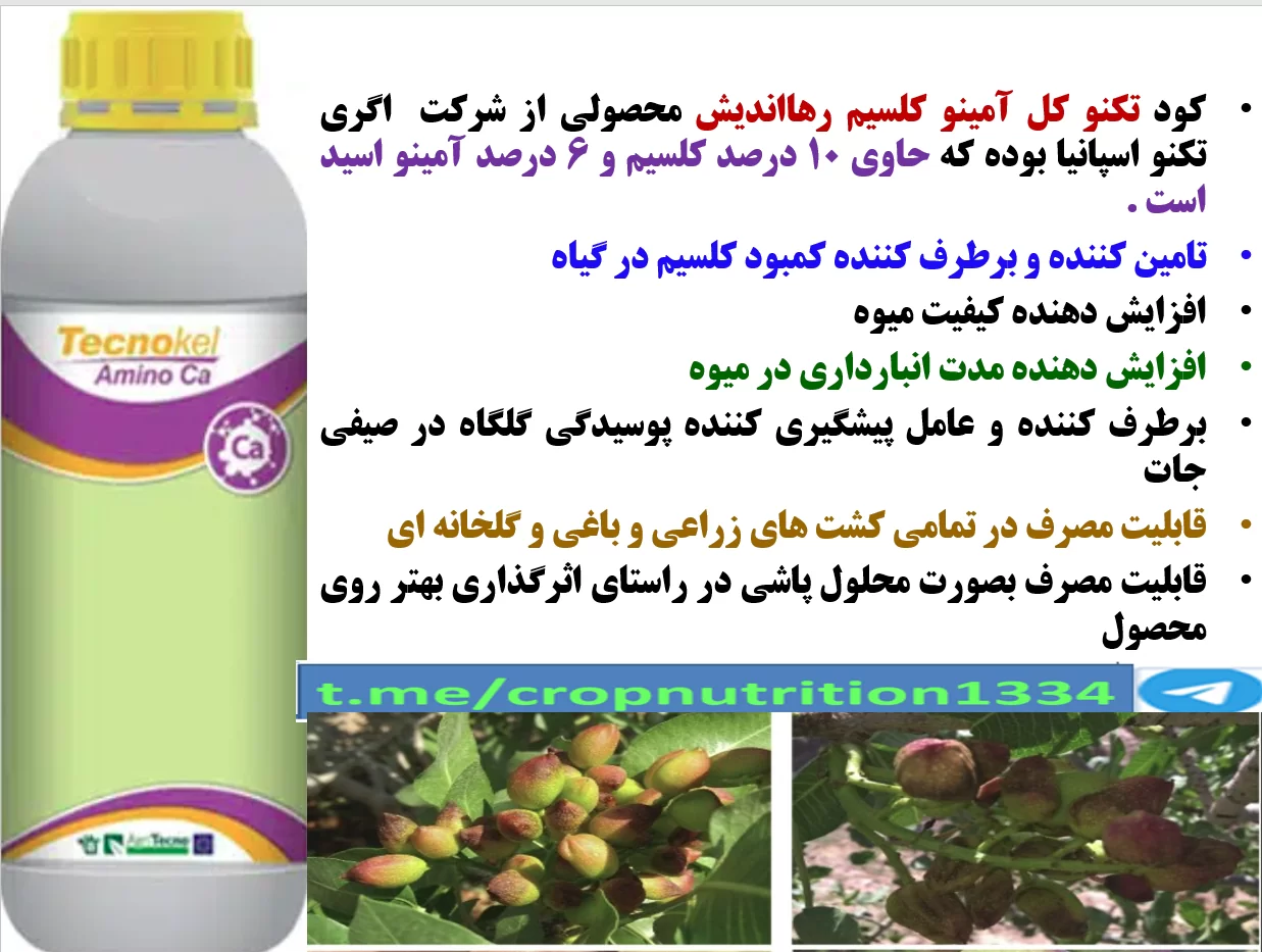 اهمیت محلولپاشی کود تکنو کل آمینو کلسیم رهااندیش در باغات پسته – قسمت سوم