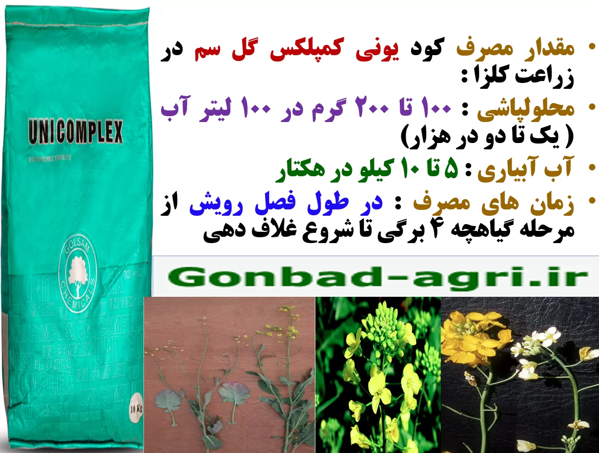تاثیر کود ریزمغذی یونی کمپلکس گل سم بر افزایش تولید در زراعت کلزا- قسمت دوم