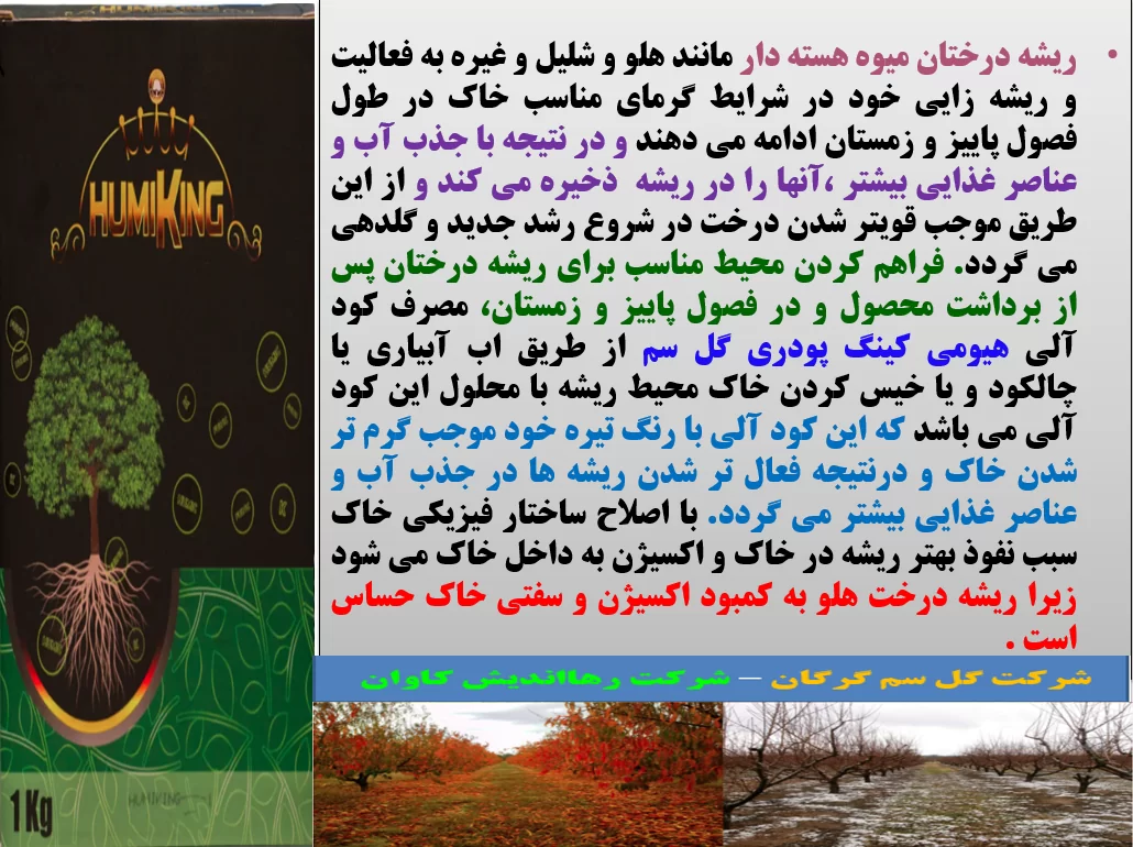 تقویت ریشه درختان میوه در فصول پائیز و زمستان با هیومی کینگ پودری گل سم – قسمت اول