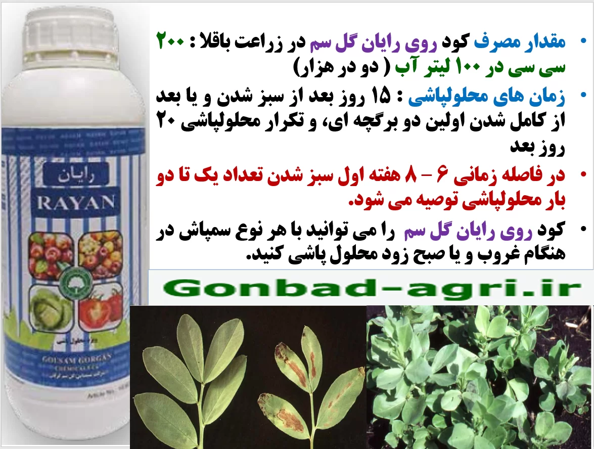 تقویت محصول دهی بوته های باقلا با کود رایان گل سم – قسمت دوم
