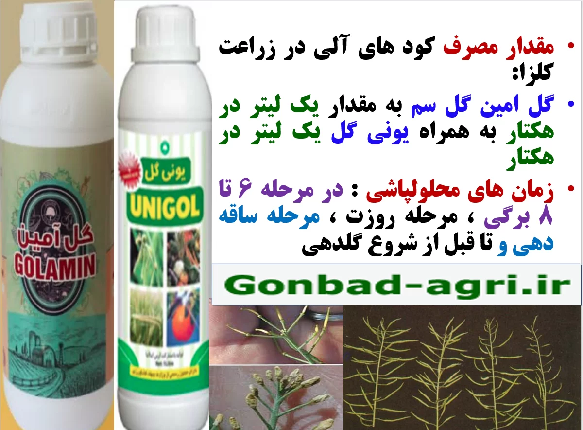 تقویت بوته های کلزا در برابر تنش های محیطی با کود های گل آمین و یونی گل – قسمت دوم